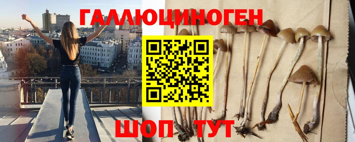 Галлюциногенные грибы Psilocybe Гусь-Хрустальный